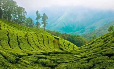 Munnar Tour Packages