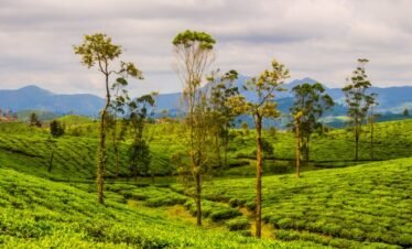 Valparai Tour Packages